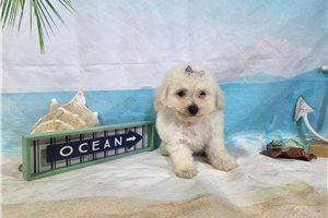 Leilani - Bichon Frise for sale