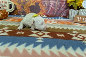 DeeDee - Bichon Frise for sale