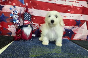Luciano - Bichon Frise for sale