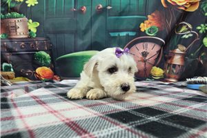 Ruth - Bichon Frise for sale