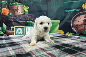 Rudy - puppy for sale