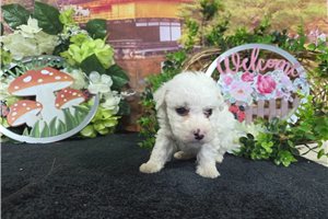 Luke - Bichon Frise for sale