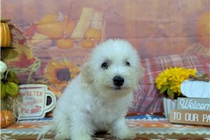 Leonardo - Bichon Frise for sale