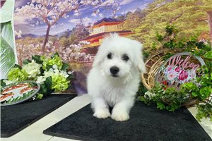 Hilton - Bichon Frise for sale
