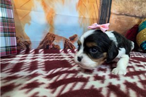 Margaret - puppy for sale
