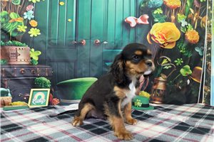 Sutton - Cavalier King Charles Spaniel for sale