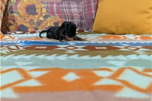 Malachi - puppy for sale