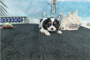 Miguel - puppy for sale