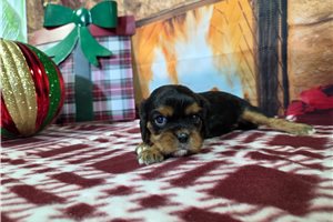 Matias - puppy for sale