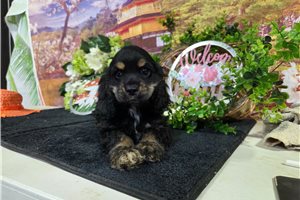 Kristine - Cocker Spaniel for sale