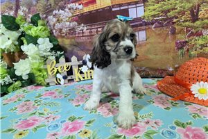 Kenzie - Cocker Spaniel for sale