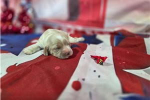 Rachel - Cocker Spaniel for sale