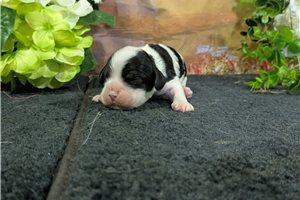 Ozzy - Cocker Spaniel for sale