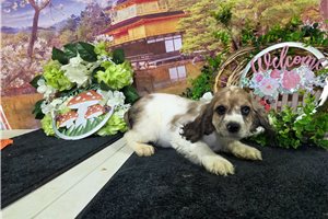 Kenzie - Cocker Spaniel for sale