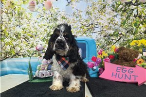 Finn - Cocker Spaniel for sale