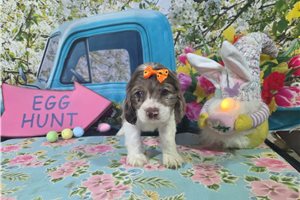 Hannah - Cocker Spaniel for sale