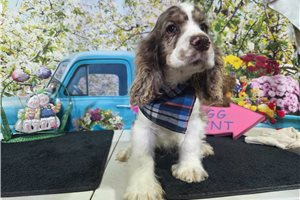 Michael - Cocker Spaniel for sale