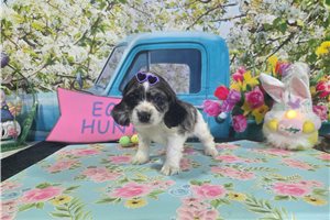 Kara - Cocker Spaniel for sale