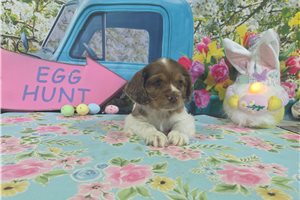 Lancelot - Cocker Spaniel for sale