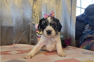 Kara - Cocker Spaniel for sale