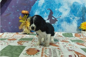 Jonny - Cocker Spaniel for sale