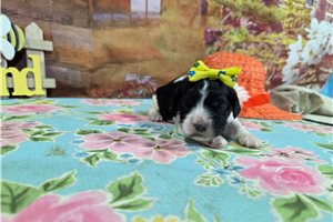 Luna - Cocker Spaniel for sale