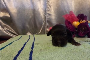 Camelot - Cocker Spaniel for sale