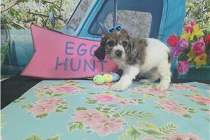 Kenzie - Cocker Spaniel for sale