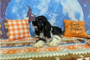 Rhett - Cocker Spaniel for sale