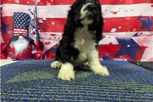 Rhett - Cocker Spaniel for sale