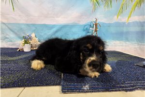 Rhett - Cocker Spaniel for sale