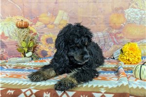 Ozzy - Cocker Spaniel for sale