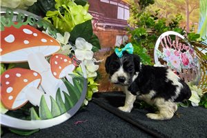 Lucy - Cocker Spaniel for sale
