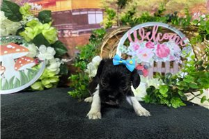 Lily - Cocker Spaniel for sale