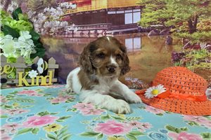 Lancelot - Cocker Spaniel for sale
