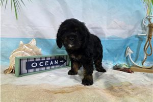 Ozzy - Cocker Spaniel for sale