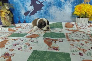 Francisco - puppy for sale
