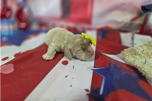 Rosie - Cocker Spaniel for sale