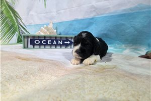 Rhett - Cocker Spaniel for sale