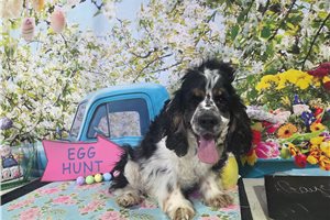 Finn - Cocker Spaniel for sale