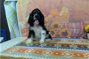 Rhett - puppy for sale