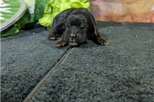 Owen - puppy for sale