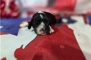 Rhett - puppy for sale