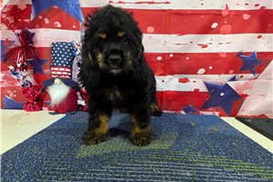 Ozzy - Cocker Spaniel for sale