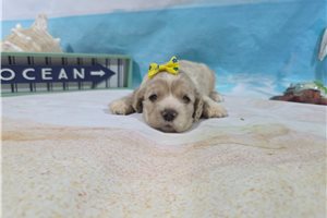 Rachel - Cocker Spaniel for sale