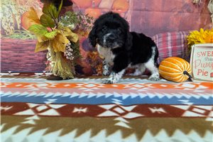 Jordan - puppy for sale