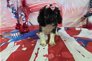 Lily - Cocker Spaniel for sale