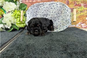 Owen - Cocker Spaniel for sale