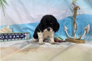 Owen - Cocker Spaniel for sale
