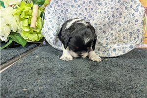 Ozzy - Cocker Spaniel for sale